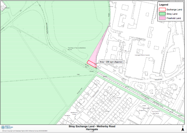 Stray Land option 1
